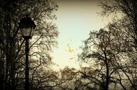 яркое в сером дне