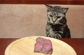 Охота на бутерброд