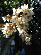 Опыление в декабре