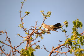 Гостья в саду.