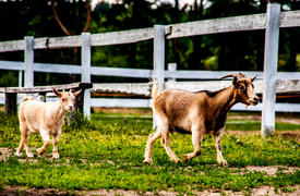 Весёлые козы на прогулке