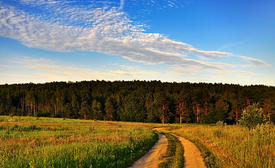 Дорога в поле