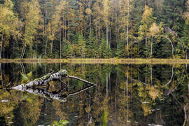 зеркало торфяного озера