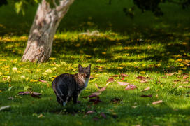 Кошка на газоне