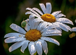 Умывание клопа