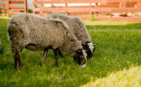 Две овцы пасутся в загоне