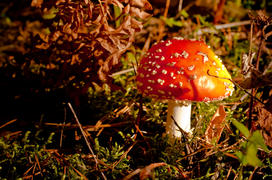 Юный мухомор на рассвете в лесу