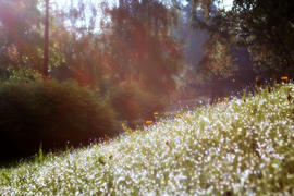 Утренний парк.