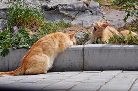 Весенне соло