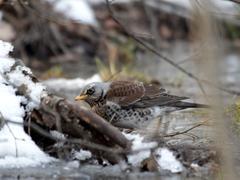дрозд рябинник