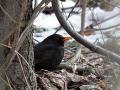 чёрный дрозд