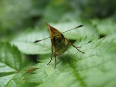 один из мотыльков