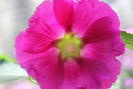 Цветок Жизни