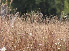Полевые цветы