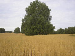 С детства любимый пейзаж