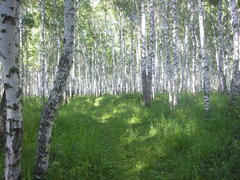 Сказочный лес