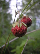 Сладка ягода...