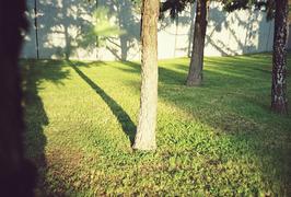 Дерево в парке