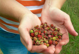 Лесные ягоды