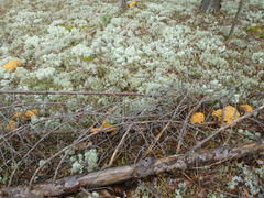 "Оленьи рога"