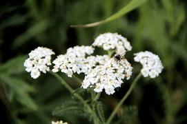 История пчелки 