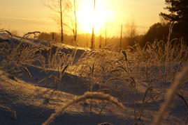 Зимние колосья