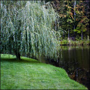 Плакучая ива