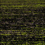 Молодая трава