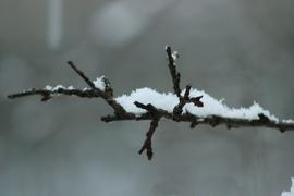 Заснеженная ветка