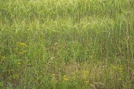 Многотравье