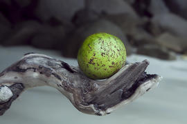 Фрукт на ветке