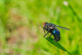 Муха синяя