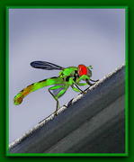 муха-цокотуха