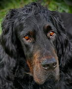 Старый Один