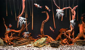 мой аквариум