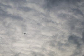 Птица под свинцовым небом