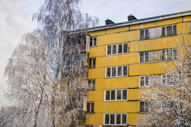 Желтый дом за белой берёзой