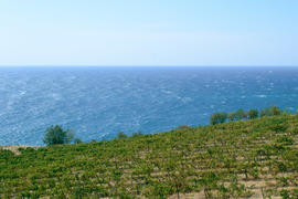 Море и виноградники