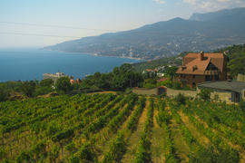 Поля винограда