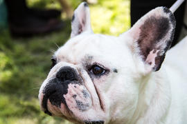 Французский бульдог.