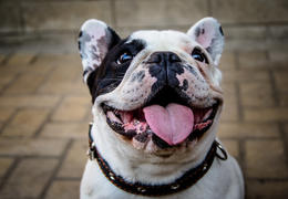 Счастливая Собака - Шикака на прогулке ;)