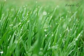 Утренняя роса