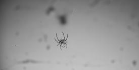 Паук на паутине