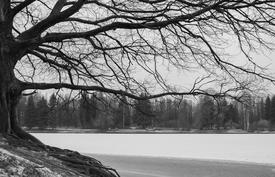 ветви столетий