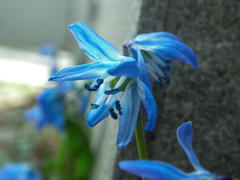 Синий распустившийся цветок в свете лампы