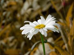 одинокая ромашка