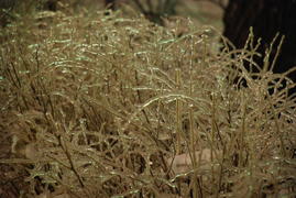 Лёд в Москве - 2 