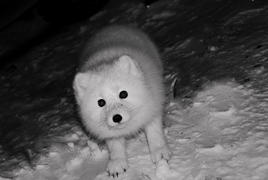 Песец Гришка