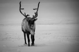 Хозяин тундры