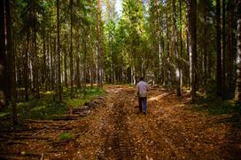 Дорога в лесу